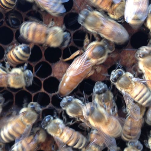 白山6号种蜂王意蜂蜂王蜜蜂王种蜂王蜂王活体高产蜜浆型意蜂王