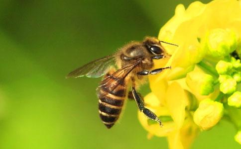 中国蜂产品被严重低估 中国蜂农给外国打工